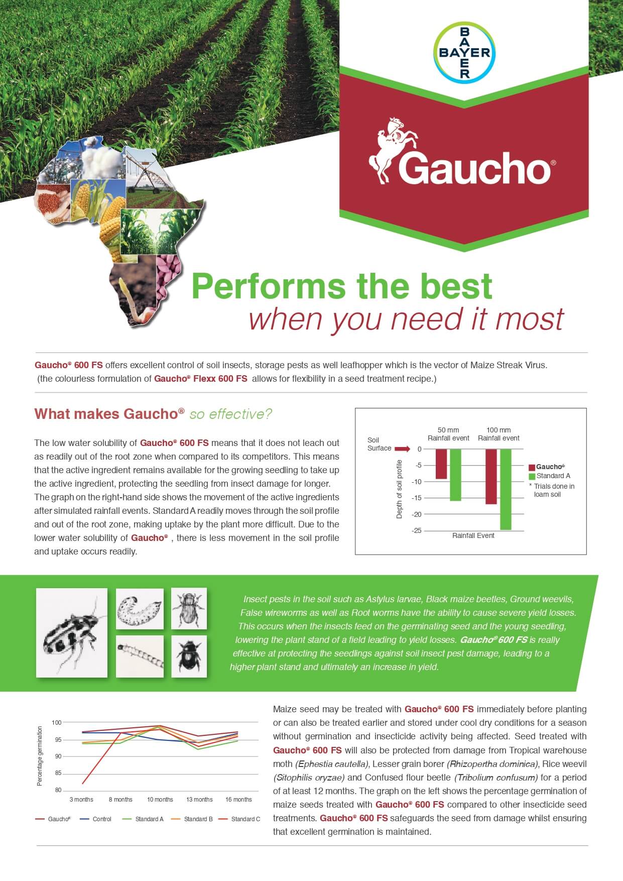 Maize - Gaucho Leaflet