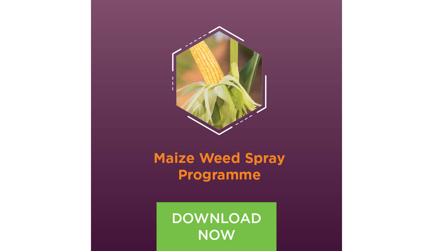 Maize weed spray programme