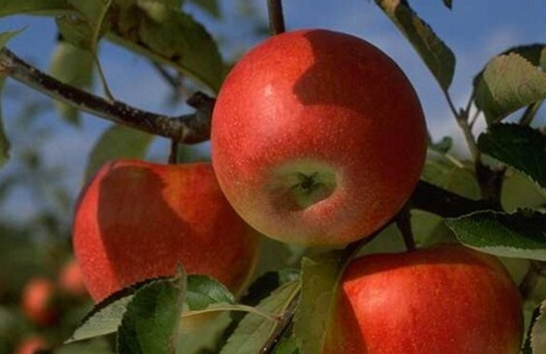 apples/pomes crop