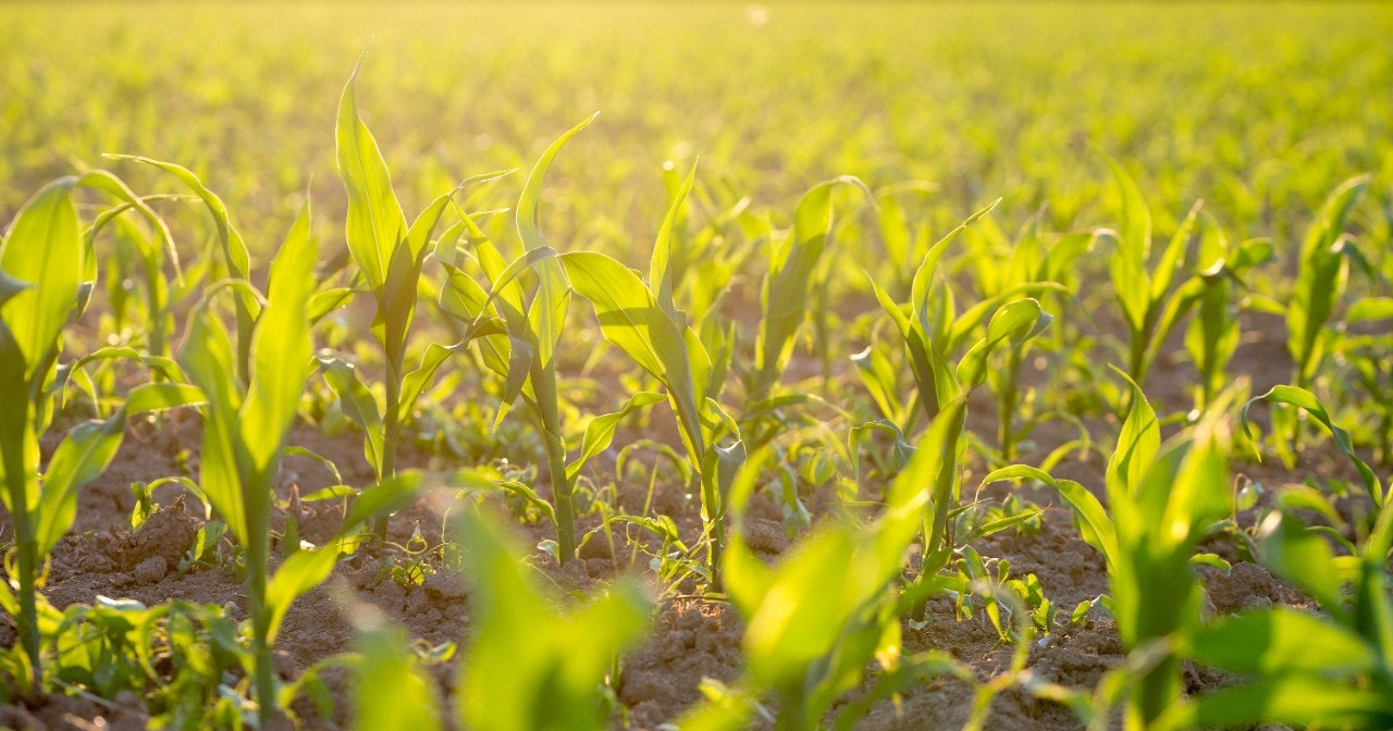 Field of young green maize or corn plants backlit by the sun in a bio, ecological or organic nature concept.