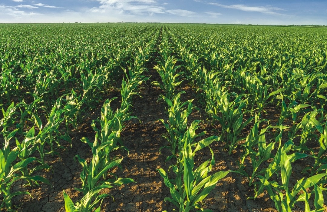 maize row crop