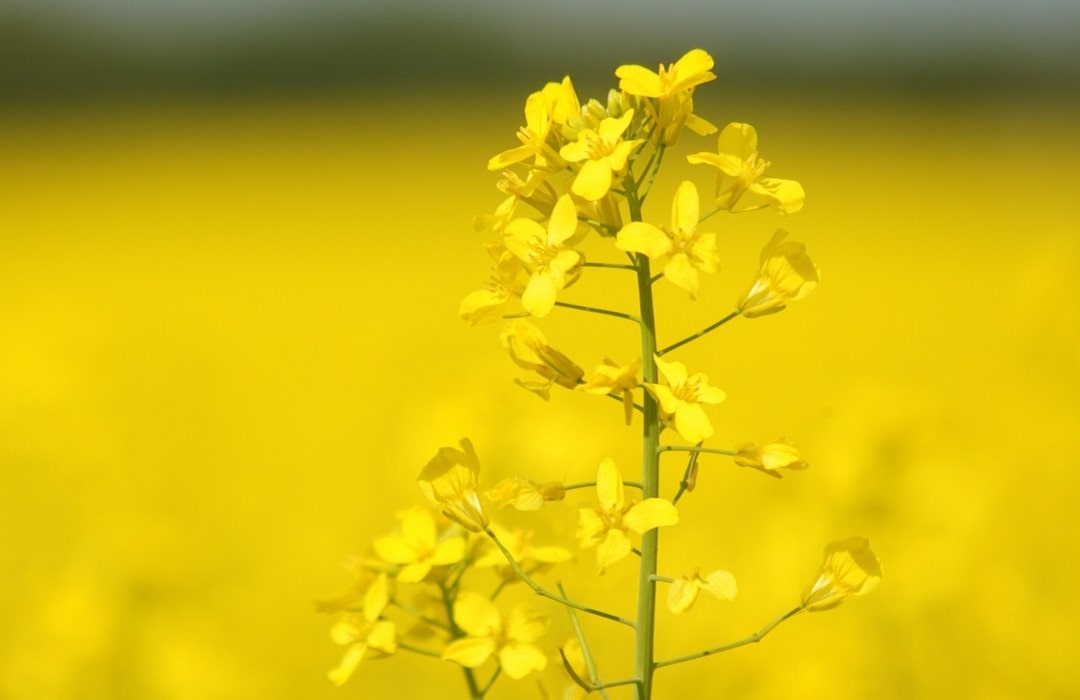 03 Aug 2004 --- Closeup Of Canola Plant --- Image by © Darren Greenwood/Design Pics/Corbis