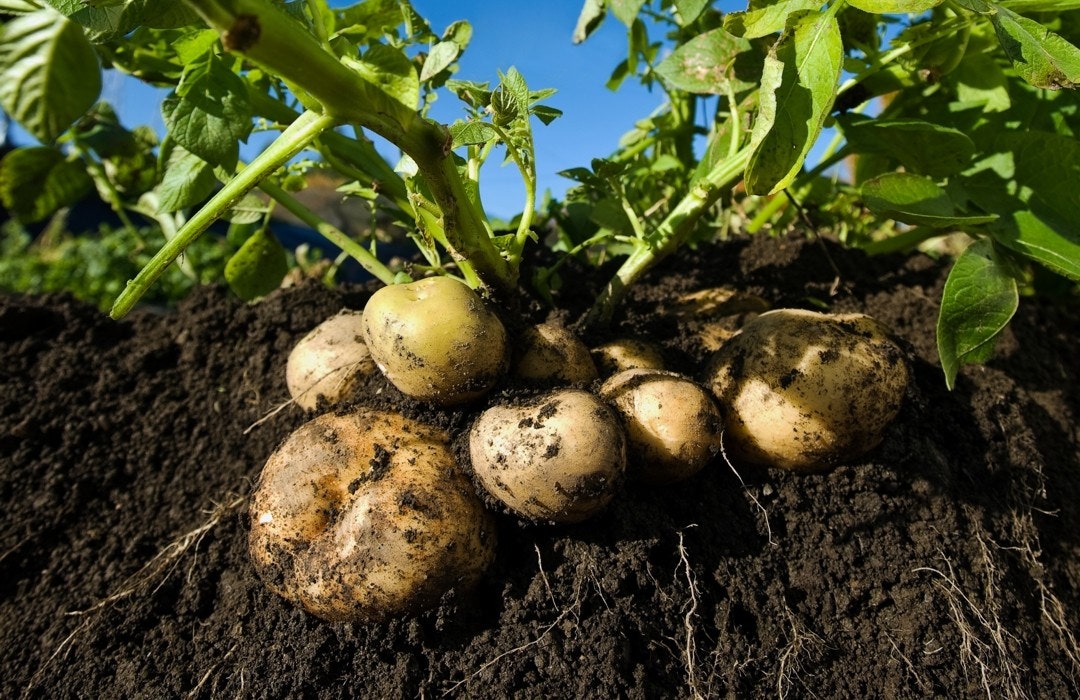 potatoes crop