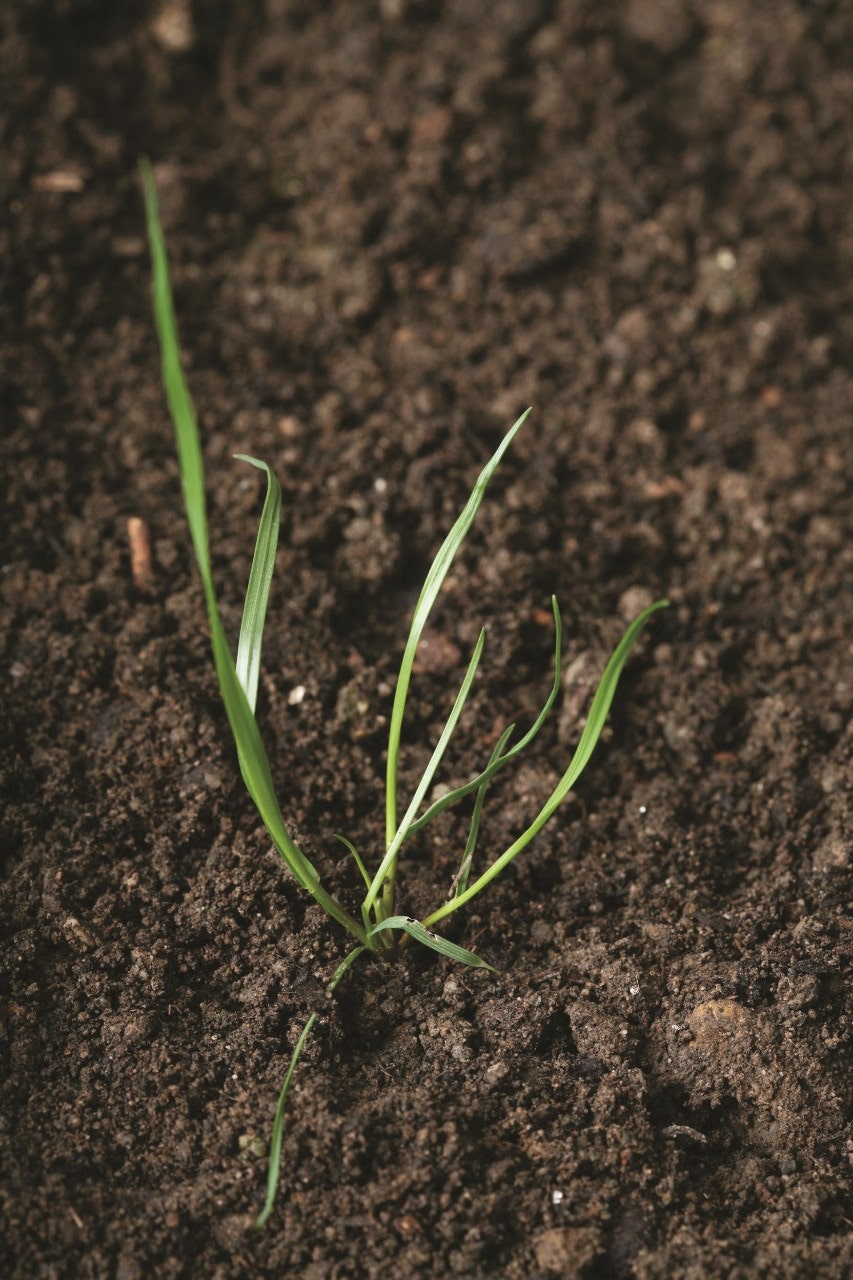 Italian ryegrass at the stage of leaf development