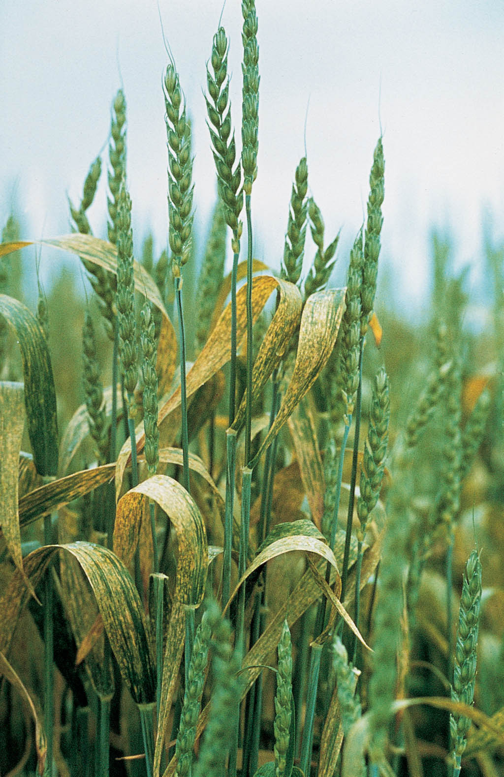 Befall durch Gelbrost (Puccinia striiformis) an Weizen