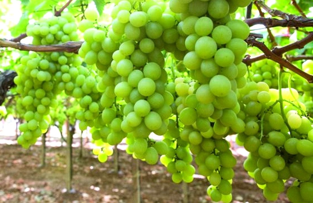 grapes and table wine crop