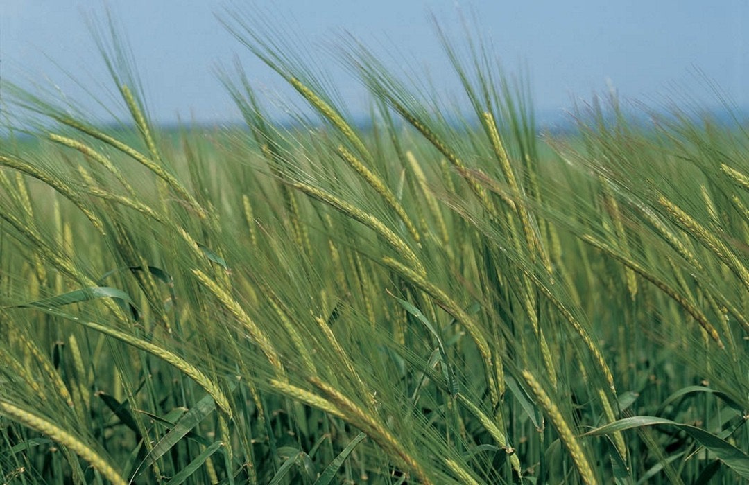 121732
Gerste im Stadium der Fruchtentwicklung
Copyright: Bayer CropScience AG
