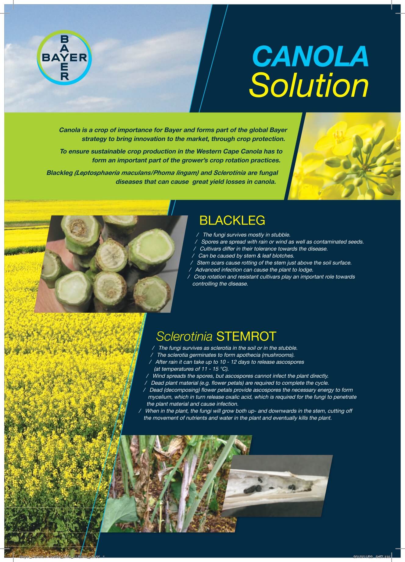 Bayer Canola Solution Leaflet