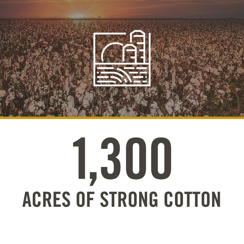 1300 acres of strong cotton